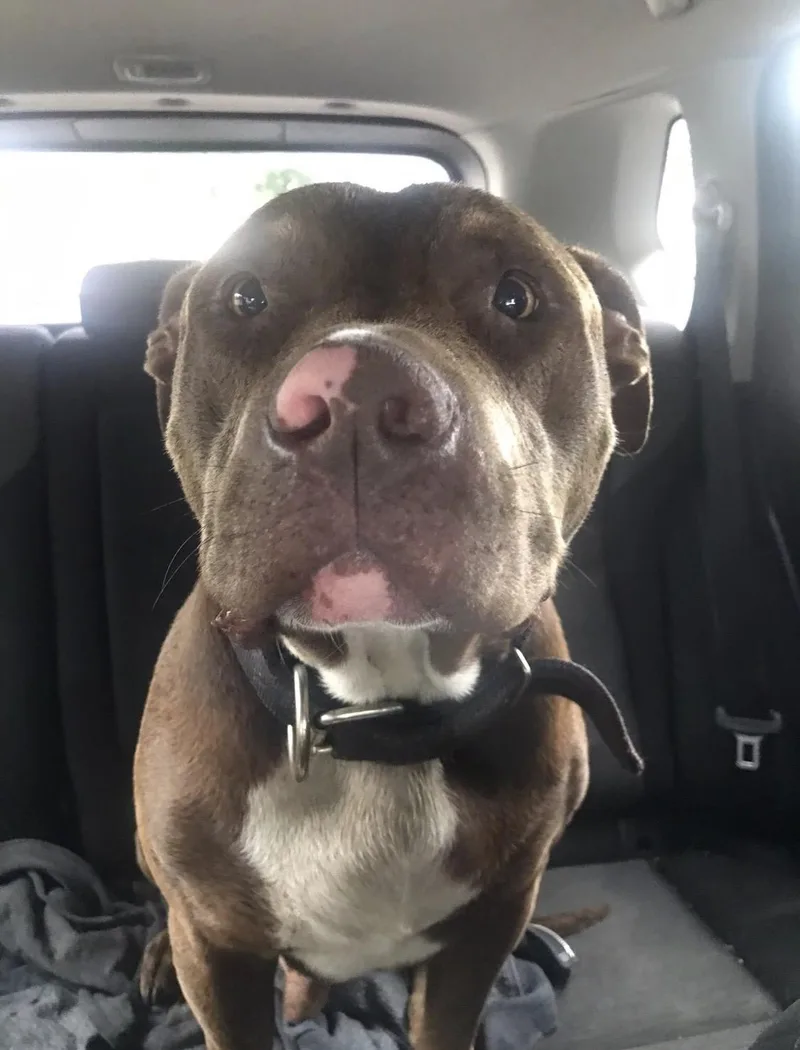 A young large-sized male Pit Bull Terrier dog named Moose for adoption in Denison , TX