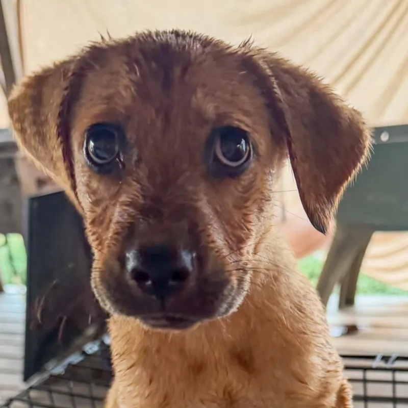 A baby small-sized female Brown / Chocolate Mixed Breed dog named Heidi for adoption in Floresville, TX
