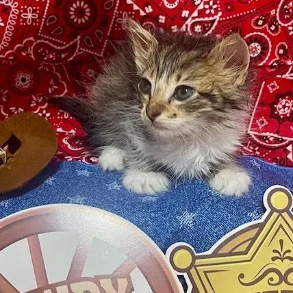 A baby small-sized male Brown / Chocolate Domestic Short Hair cat named Doc Holiday for adoption in Boerne, TX