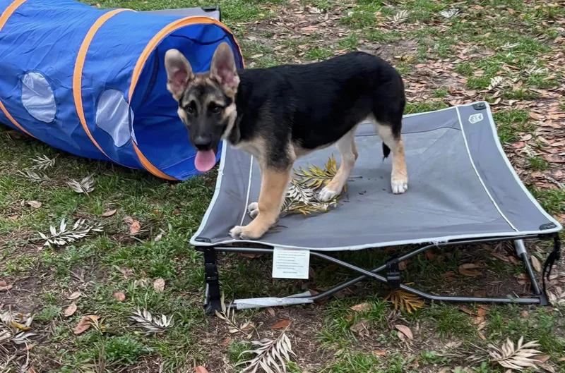 A young large-sized male Bicolor German Shepherd Dog dog named Koda for adoption in Delray Beach, FL