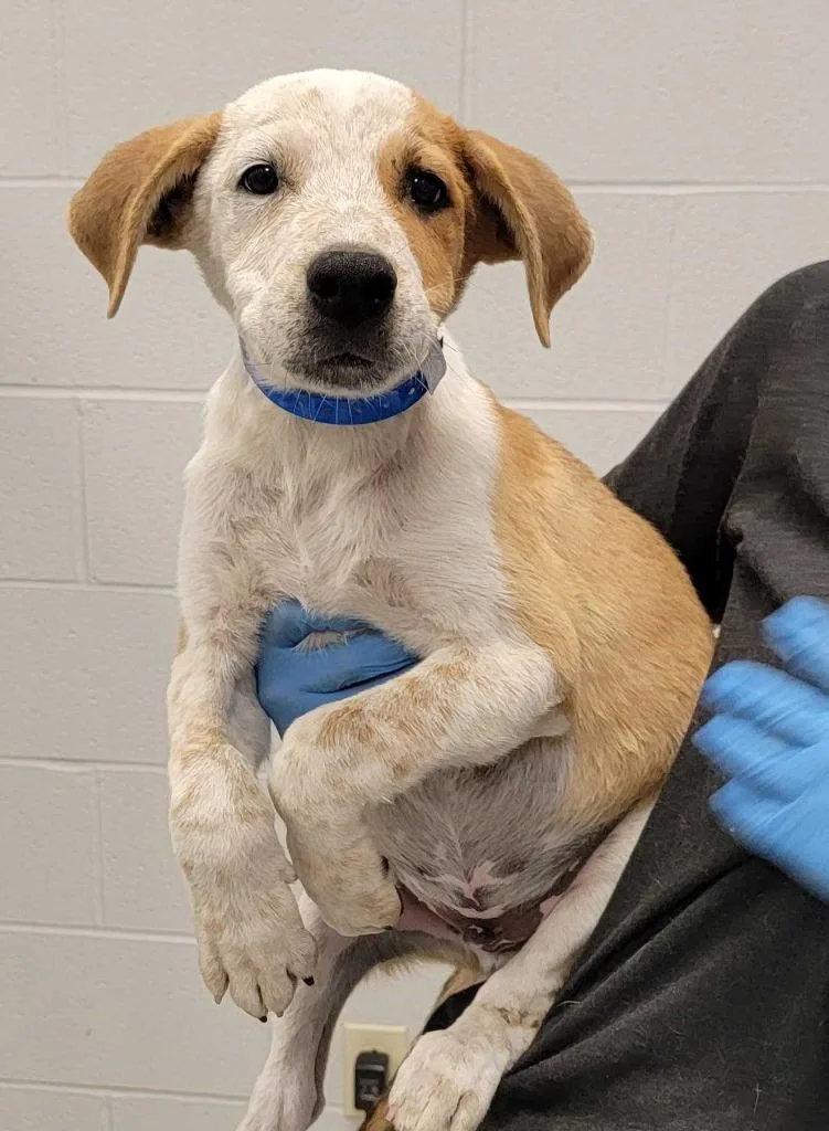A baby medium-sized male Mixed Breed dog named Utah for adoption in Chillicothe, OH