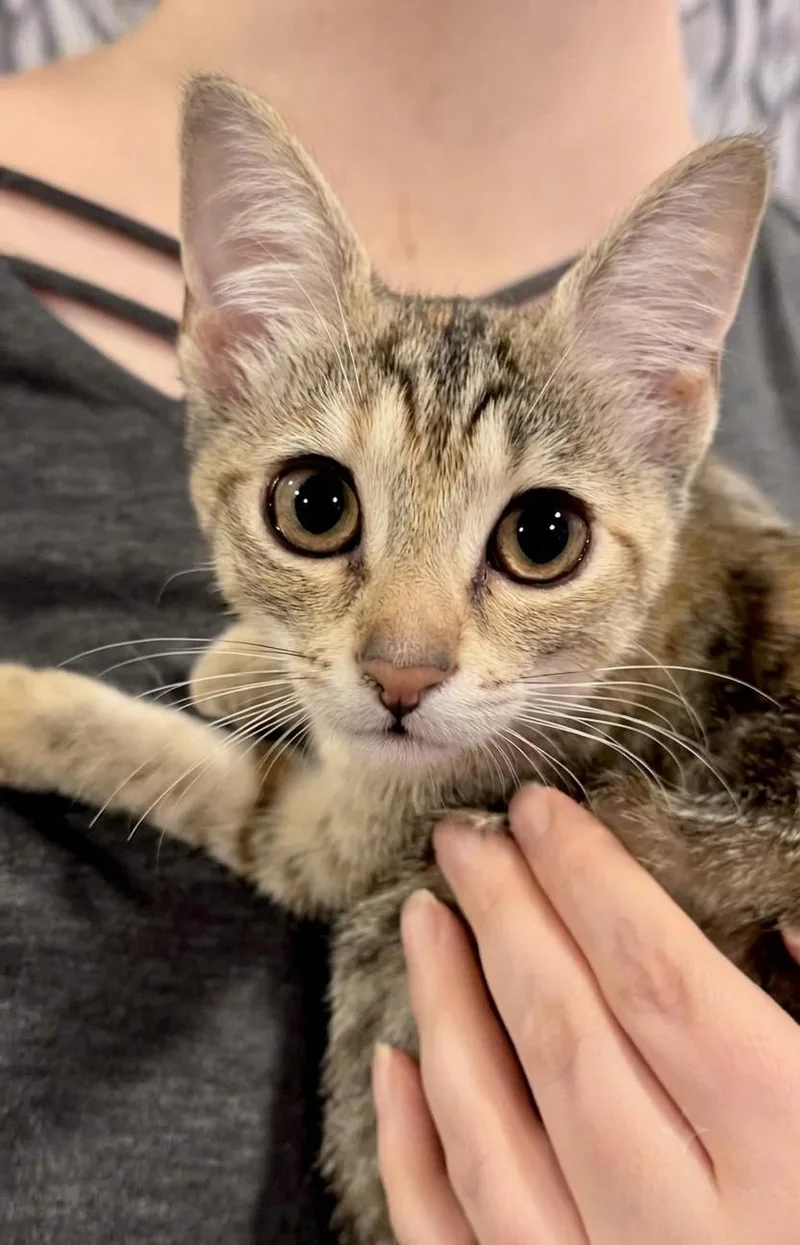 Esther thumbnail 4