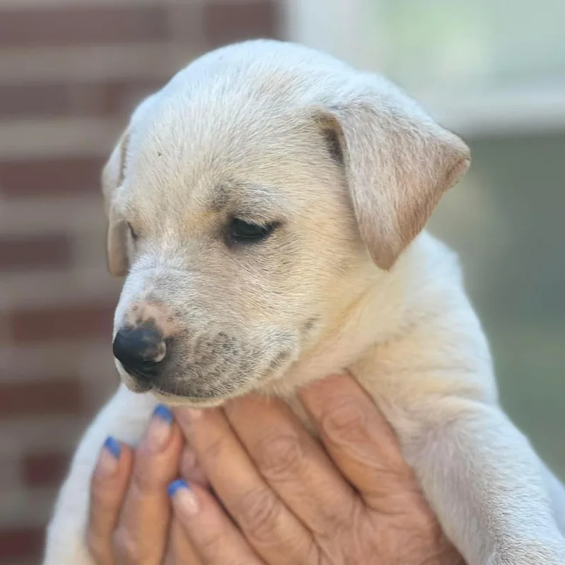 A baby medium-sized female Mixed Breed dog named Saturn for adoption in Albany, NY