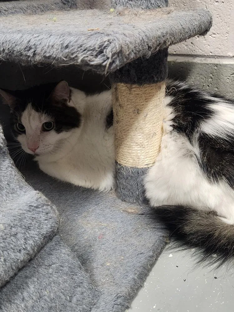 An adult medium-sized male Domestic Short Hair cat named Tippy for adoption in Lexington, TN