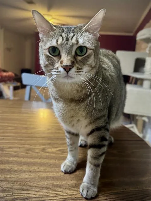 An adult small-sized female Domestic Short Hair cat named Gherkin for adoption in San Antonio, TX