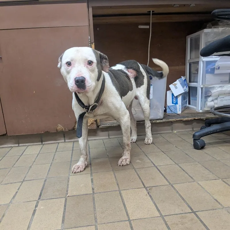 An adult medium-sized male White / Cream Pit Bull Terrier dog named Diego for adoption in Birmingham, AL