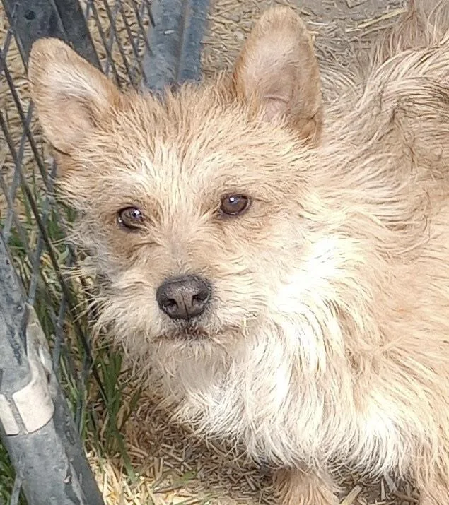Little Odie