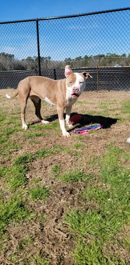 Sprinkle thumbnail 2