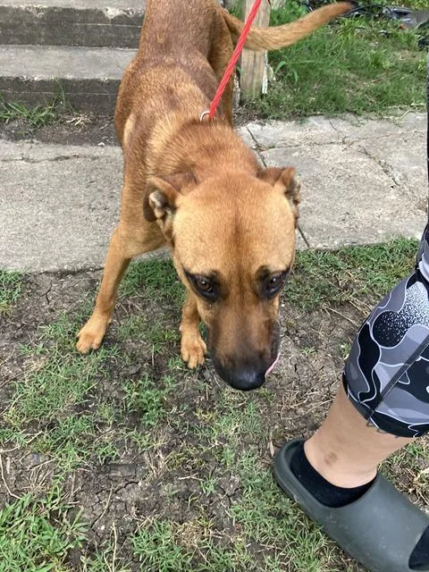 A young large-sized female Mixed Breed dog named Lilo for adoption in Dallas, TX