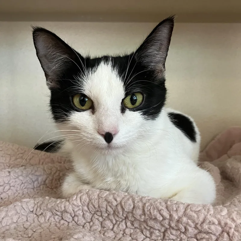 A young medium-sized female Black & White / Tuxedo Domestic Short Hair cat named Zoe for adoption in Eatontown, NJ