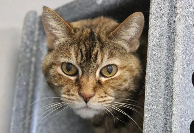 A senior small-sized female Domestic Short Hair cat named Kiki for adoption in Tucson, AZ