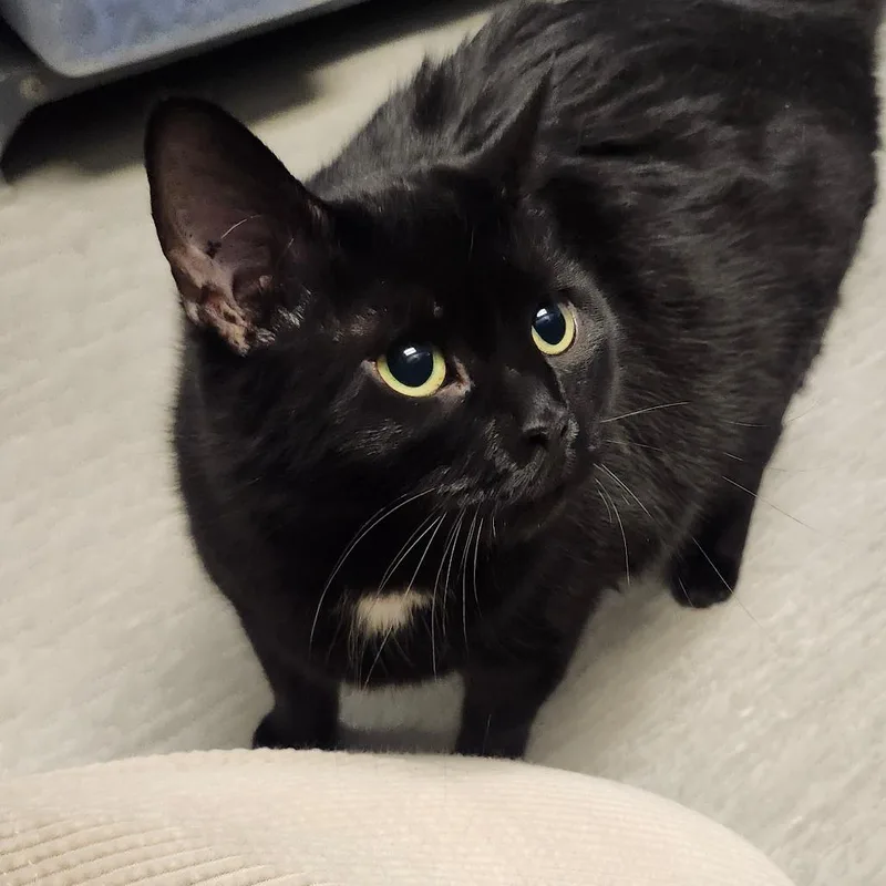 An adult large-sized female Black Domestic Short Hair cat named Glacier for adoption in Columbia Station, OH