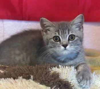 A baby medium-sized female British Shorthair cat named Chamomile aka Cammie for adoption in Davis, CA