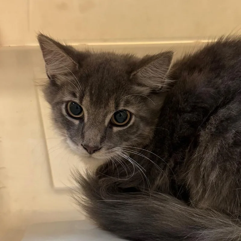 A baby small-sized male Gray / Blue / Silver Domestic Short Hair cat named Pyro for adoption in Birmingham, AL