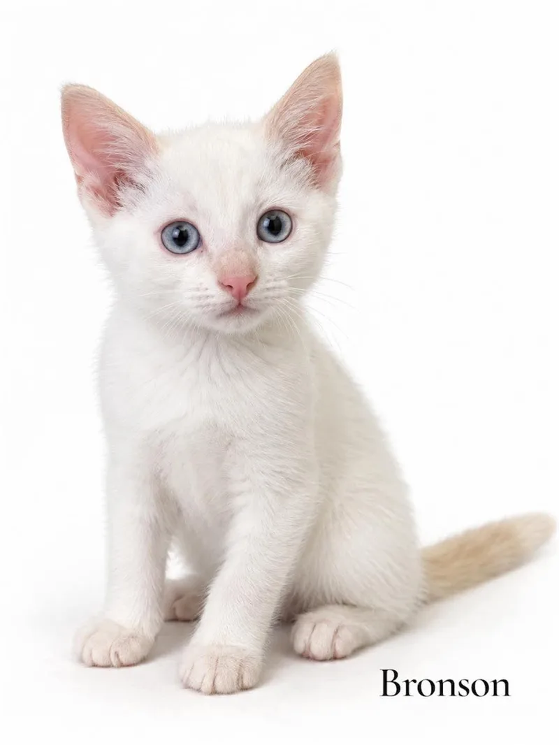 A baby medium-sized male White Domestic Short Hair cat named Bronson for adoption in Stevensville, MI