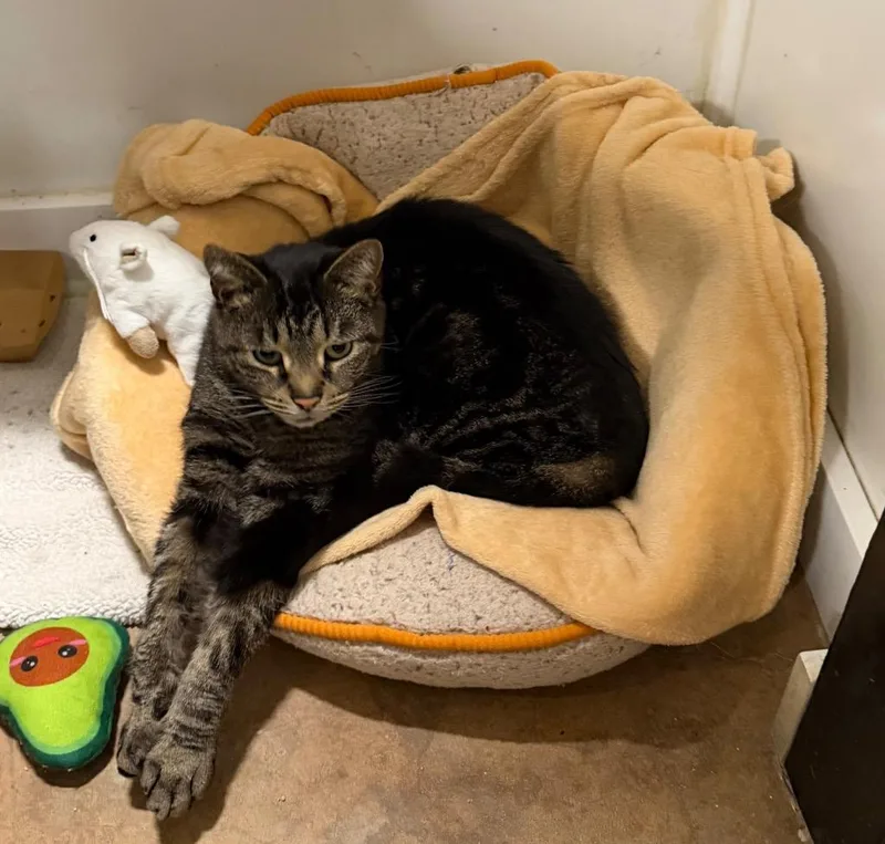 An adult medium-sized male Domestic Short Hair cat named Jim for adoption in Lancaster, PA