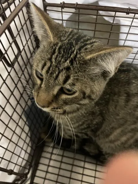 A baby small-sized male Domestic Short Hair cat named Java for adoption in Boston, MA