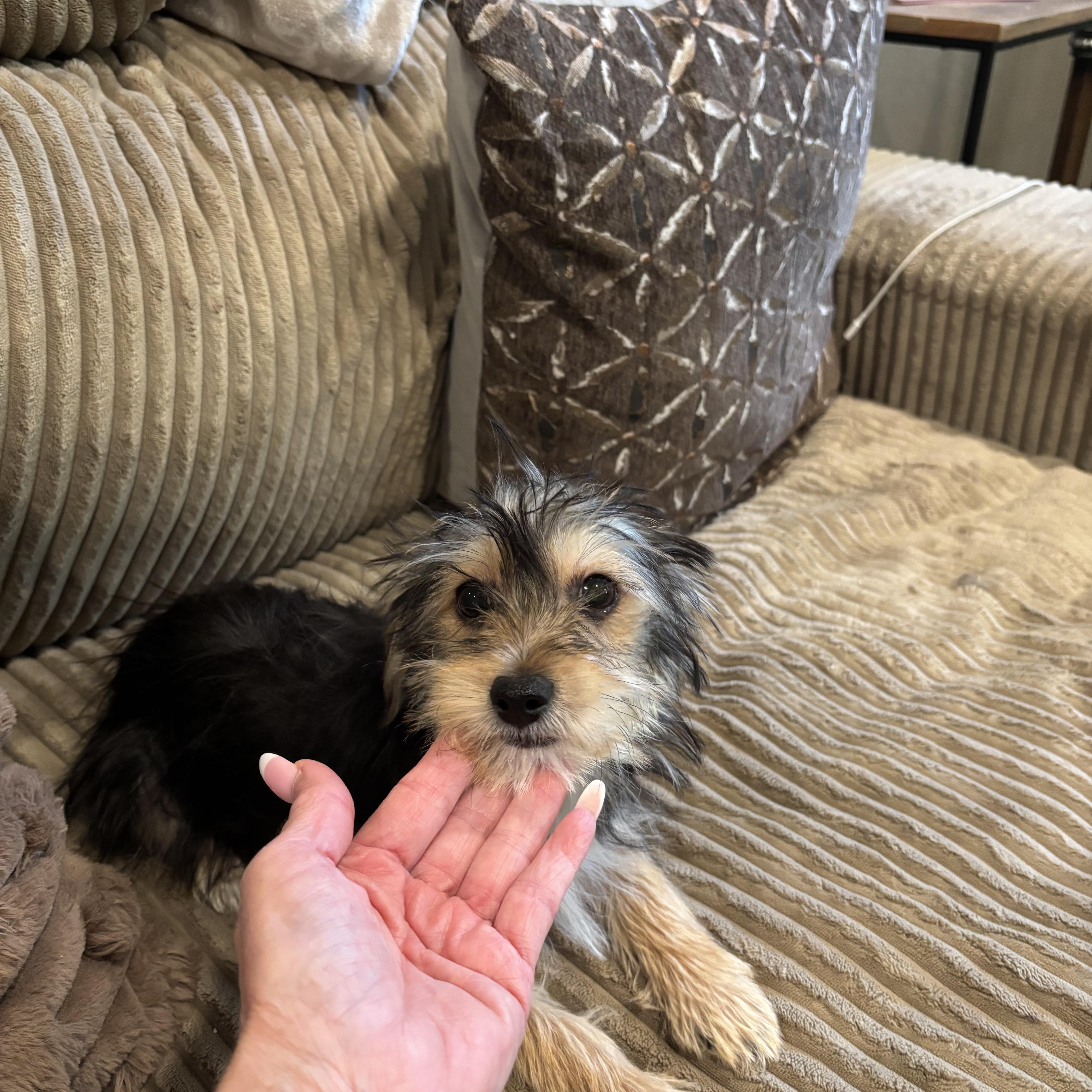 A baby small-sized male Yorkshire Terrier dog named Bentley for adoption in Rowlett, TX