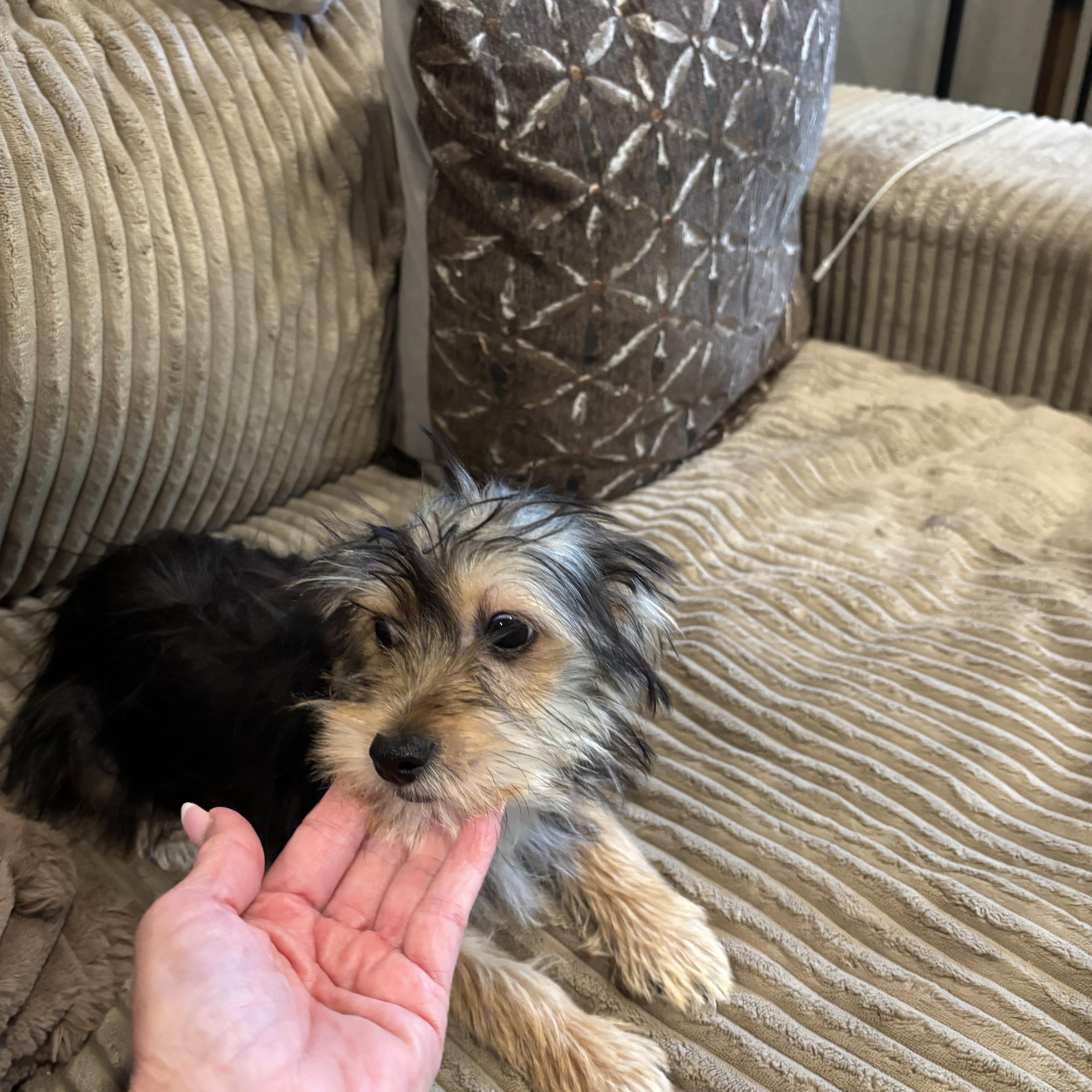 Bentley thumbnail 3