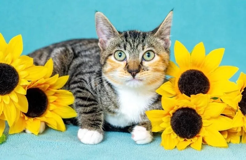 A young medium-sized female Tabby (Brown / Chocolate) Domestic Short Hair cat named Zelda for adoption in North Babylon, NY