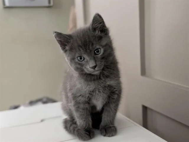 A baby small-sized male Domestic Short Hair cat named Ash for adoption in Omaha, NE