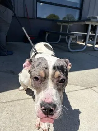An adult large-sized male Mixed Breed dog named Flipper for adoption in West Chester, PA