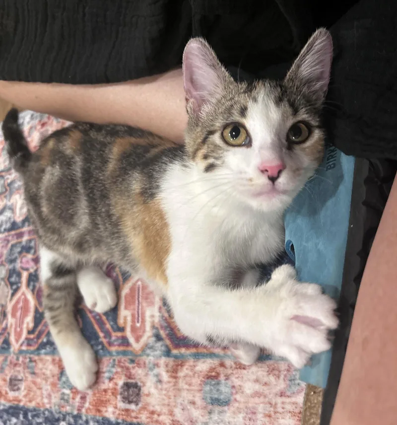 Polly thumbnail 2
