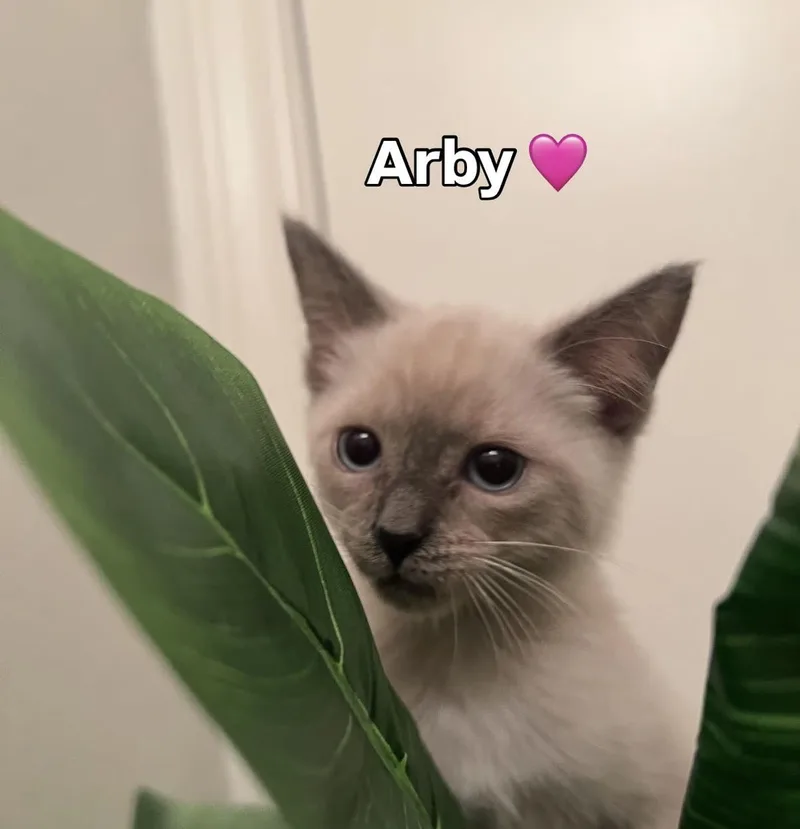 A baby small-sized female Siamese cat named Arby for adoption in Chandler, AZ
