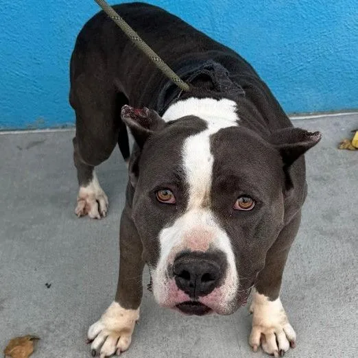 An adult large-sized female Gray / Blue / Silver Pit Bull Terrier dog named A for adoption in San Gabriel, CA