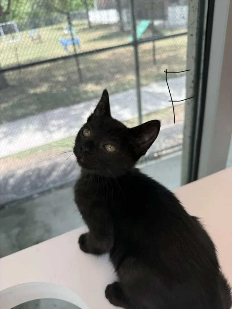 A baby small-sized female Domestic Short Hair cat named Caviar for adoption in Texas City, TX