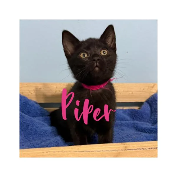 A baby small-sized female Domestic Short Hair cat named Piper for adoption in Canton, GA