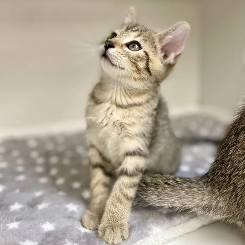 A baby small-sized male Brown / Chocolate Domestic Short Hair cat named Meowth for adoption in Champaign, IL