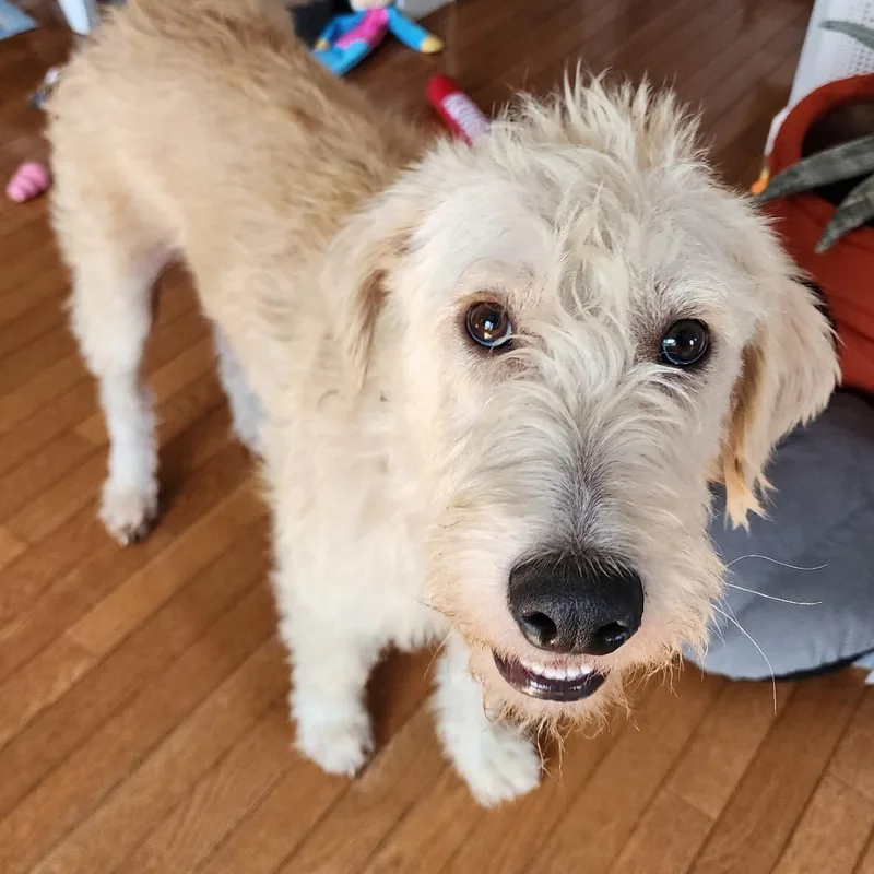 An adult medium-sized male White / Cream Golden Retriever dog named Murphy for adoption in Ferndale, MI