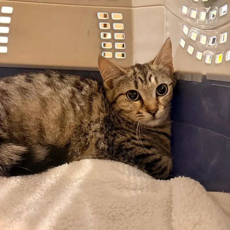 An adult small-sized female Brown / Chocolate Domestic Short Hair cat named Foo for adoption in Sand Springs, OK