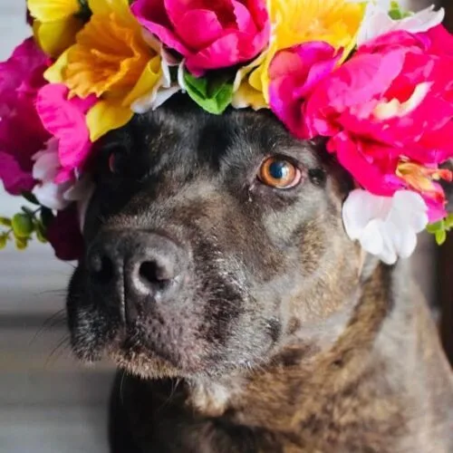 A senior large-sized female Brindle Labrador Retriever dog named Lola for adoption in Sullivan City, TX