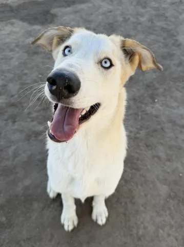 A young large-sized male Shepherd dog named Raisin for adoption in Bakersfield, CA