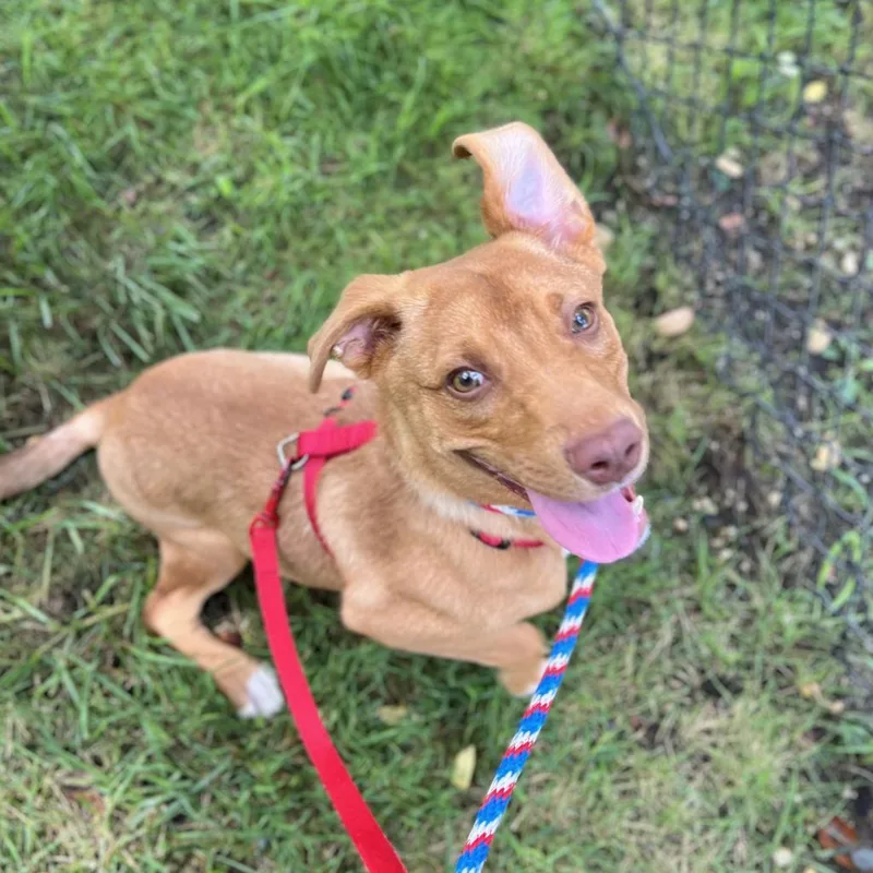 An adult medium-sized female Red / Chestnut / Orange Mixed Breed dog named Lyra for adoption in New York, NY