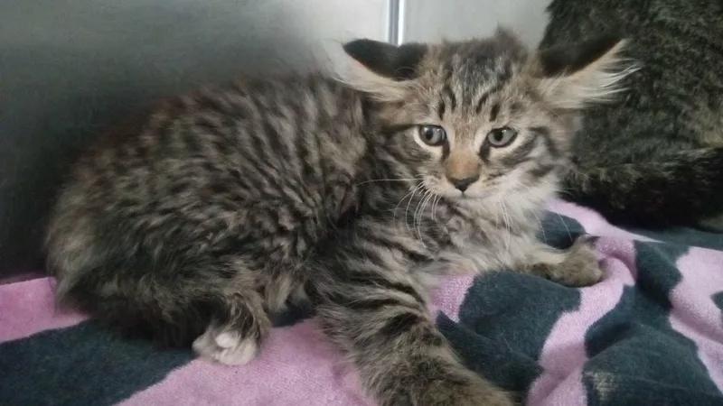 An adult medium-sized female Domestic Medium Hair cat named Carly for adoption in Burgaw, NC