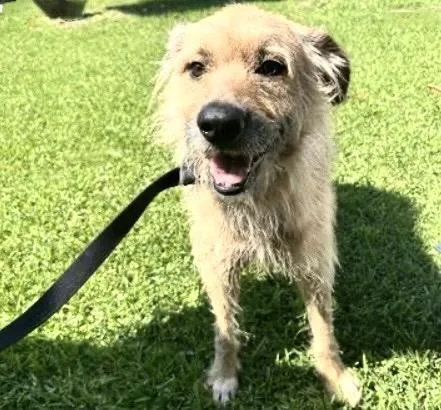 An adult medium-sized male Shepherd dog named A for adoption in Houston, TX