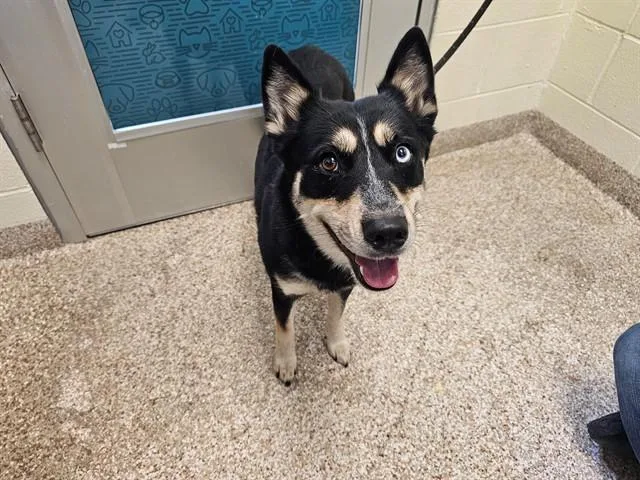 A young medium-sized female Siberian Husky dog named Veronica for adoption in Pueblo, CO