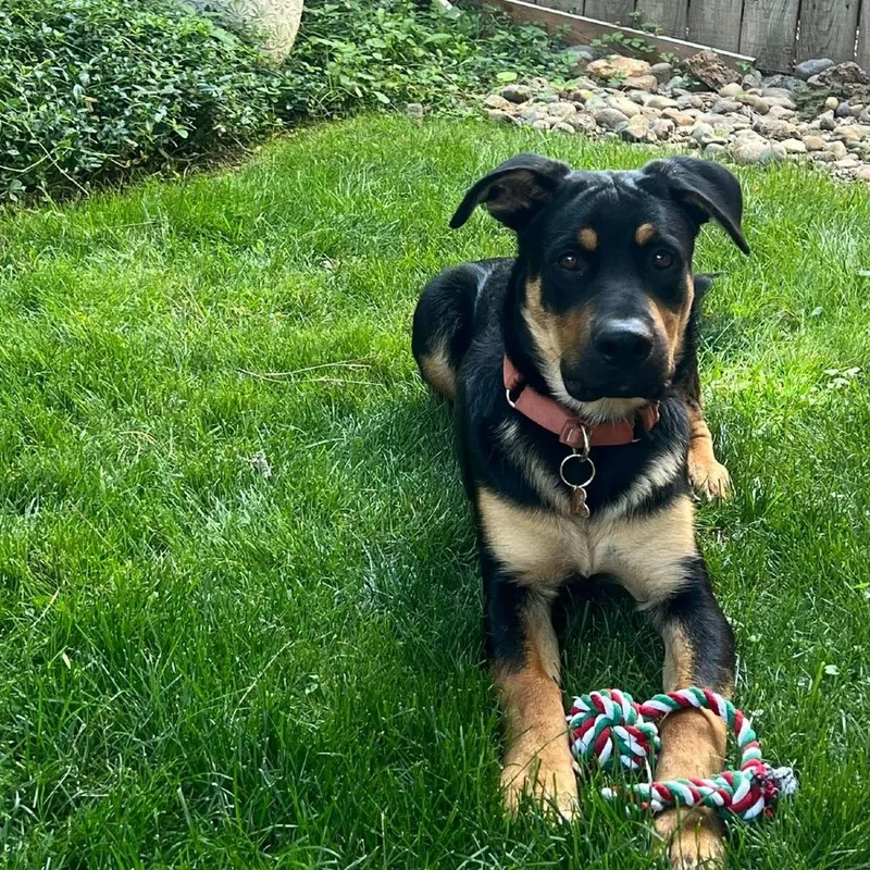 A young large-sized male Black Shepherd dog named Smokey Family Friendly for adoption in Bend, OR