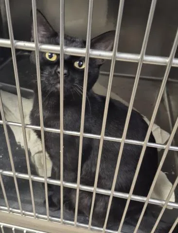 A young medium-sized male Domestic Short Hair cat named Binx for adoption in Decatur, IL