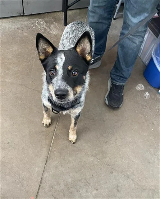 A young medium-sized male Mixed Breed dog named Bobby for adoption in Dallas, TX