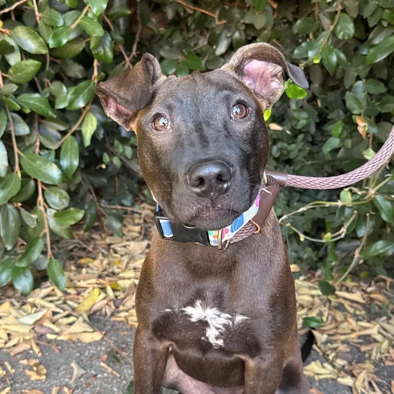 A baby small-sized female Black Dutch Shepherd dog named Winnie for adoption in Santa Barbara, CA