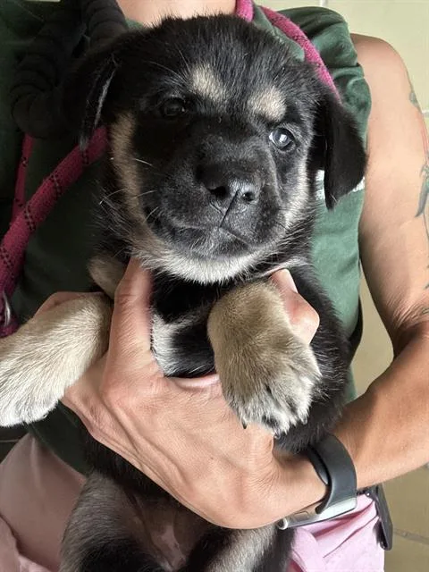 A baby small-sized female Shepherd dog named Dragon for adoption in Riverside, CA
