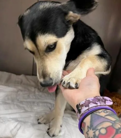 Pinkerton thumbnail 2