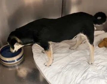 Pinkerton thumbnail 3