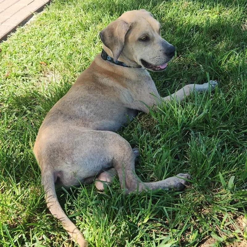 An adult medium-sized male Mountain Cur dog named Atlas for adoption in Hobe Sound, FL