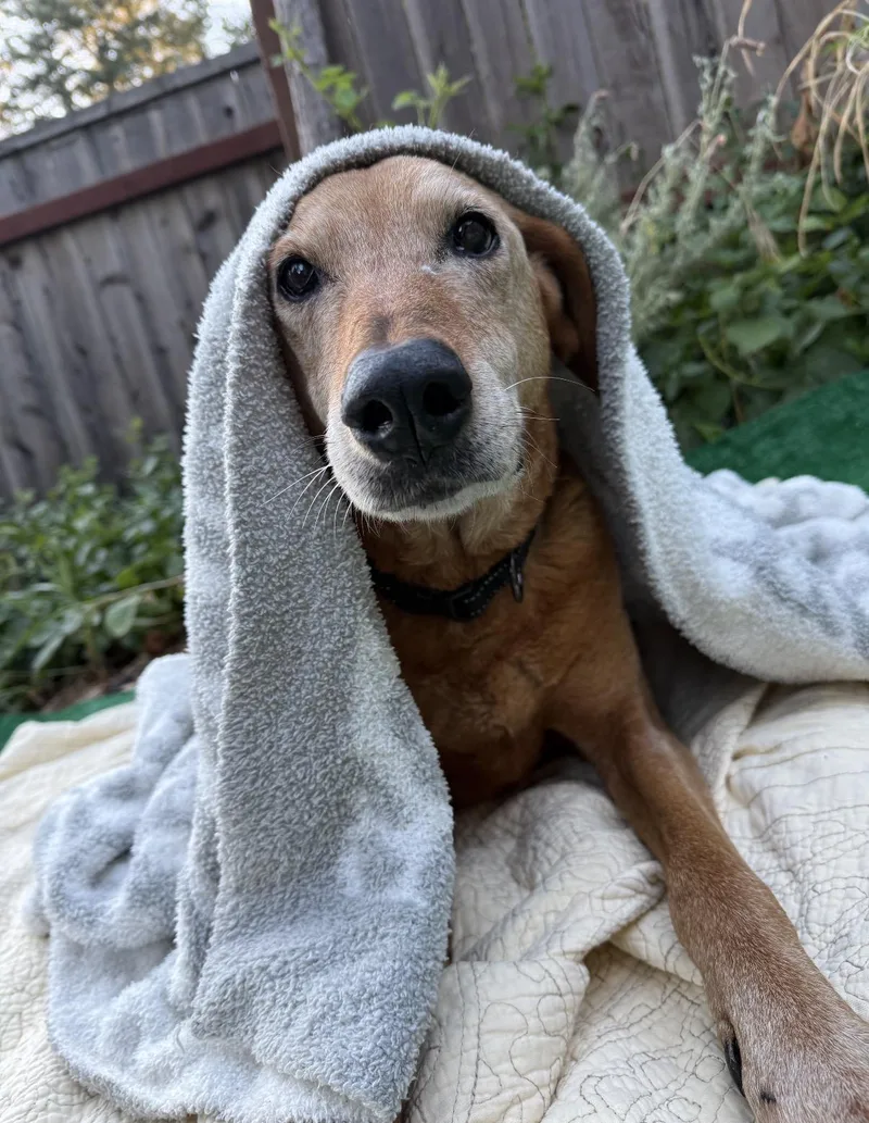A senior medium-sized female Yellow / Tan / Blond / Fawn Yellow Labrador Retriever dog named Posey Urgent for adoption in Willits , CA