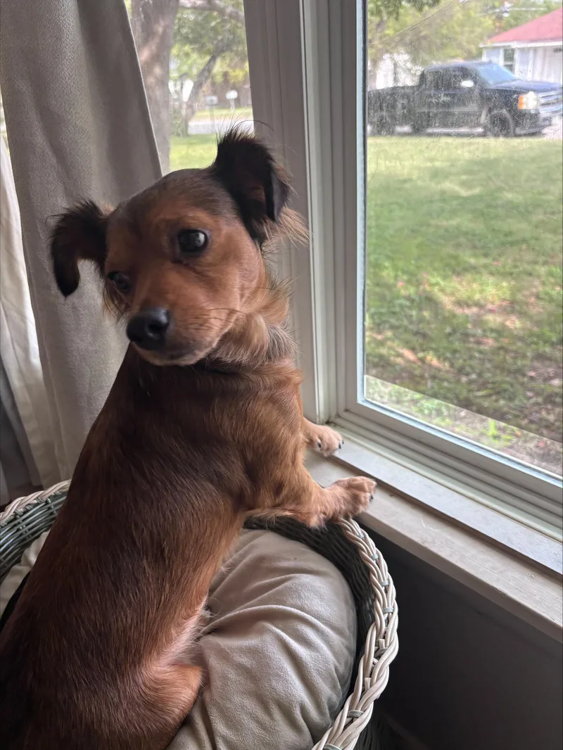 An adult small-sized male Bicolor Dachshund dog named Reno for adoption in Burleson, TX
